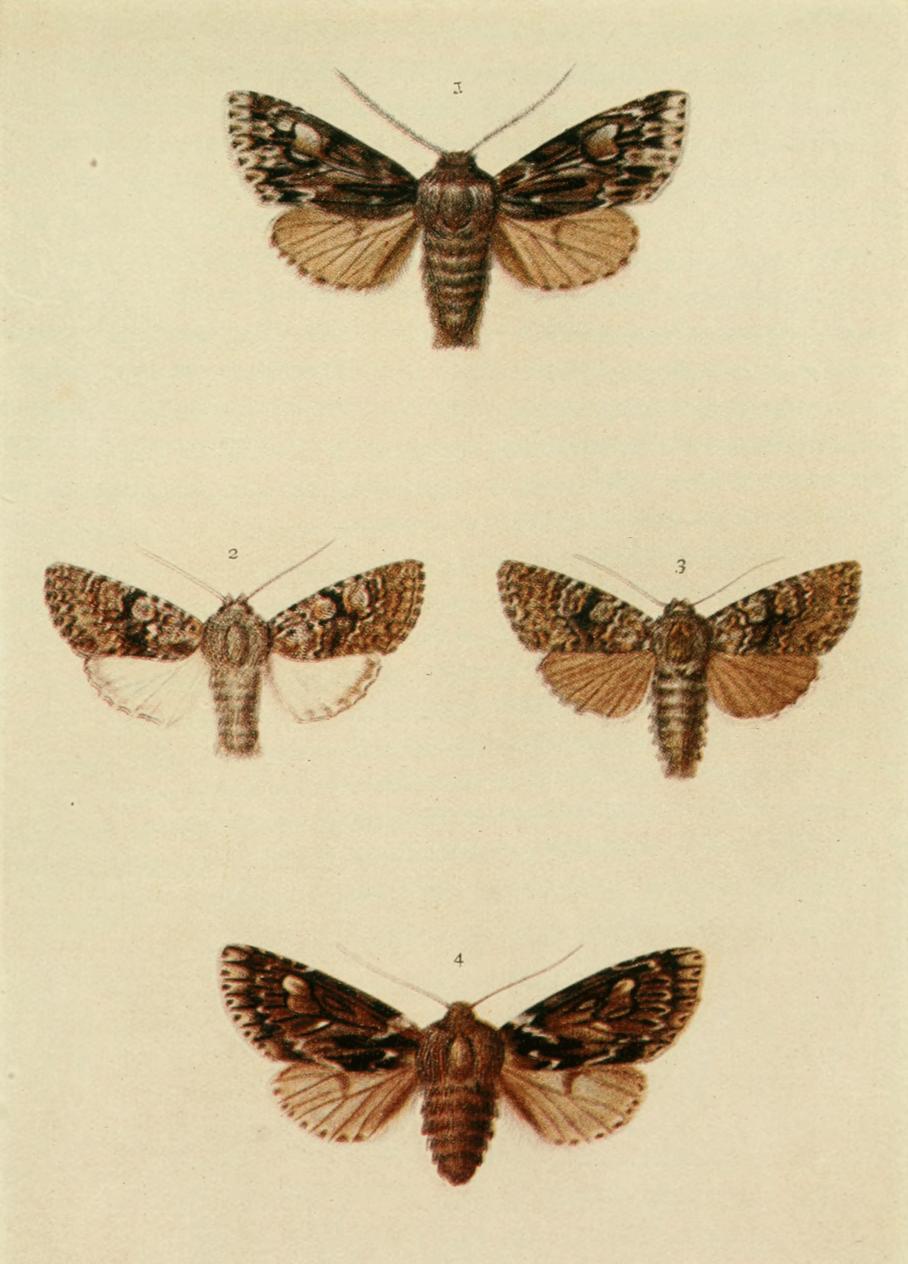 Plate 140