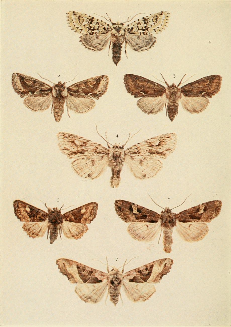 Plate 141