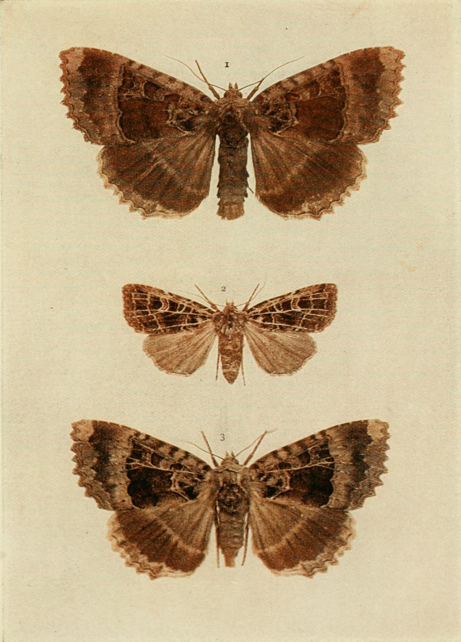 Plate 142