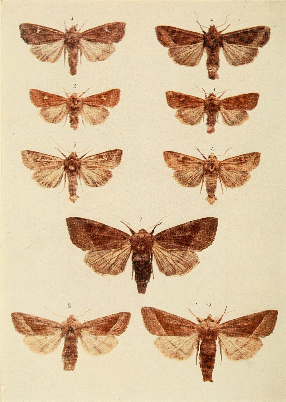 Plate 143