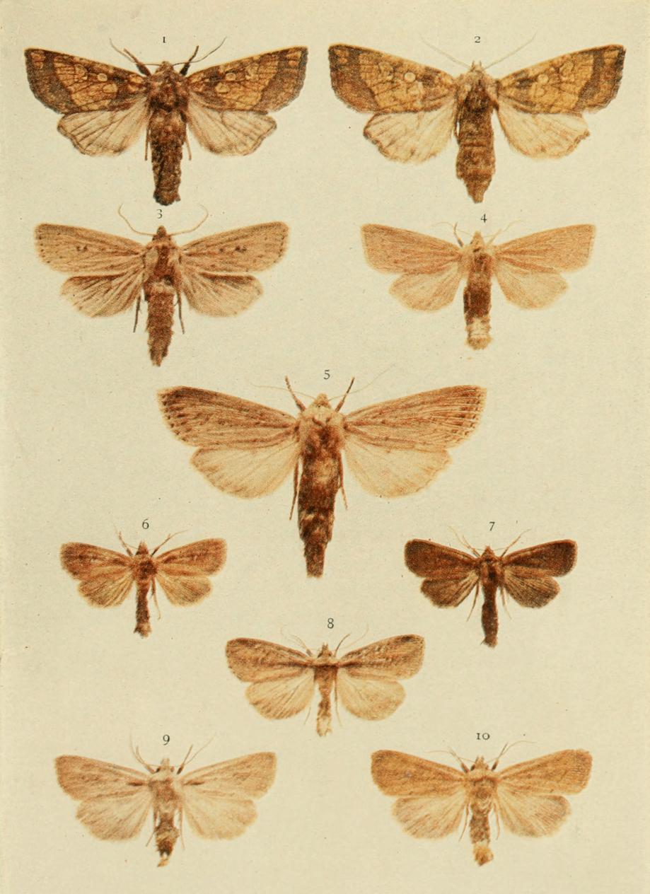 Plate 144