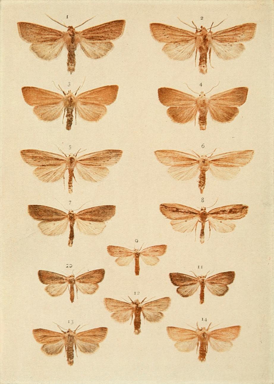 Plate 145