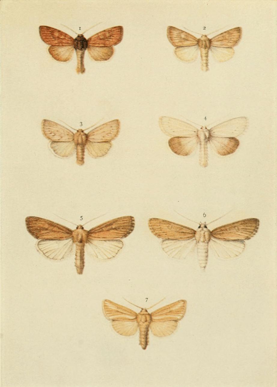 Plate 146