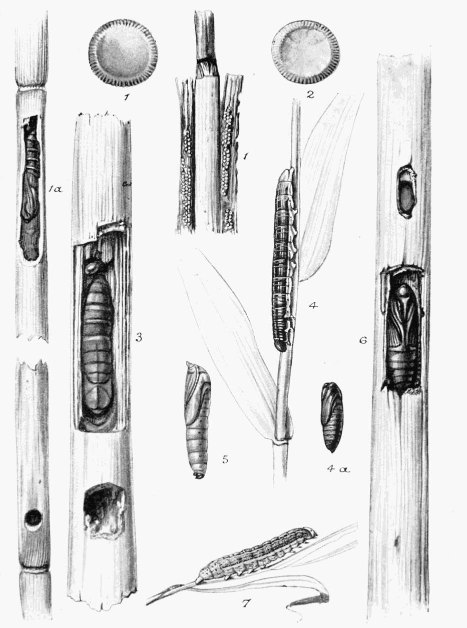 Plate 148