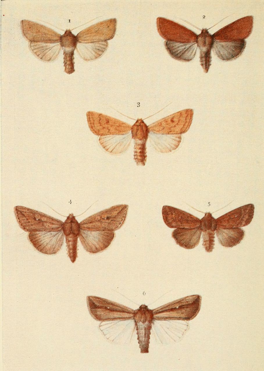 Plate 149
