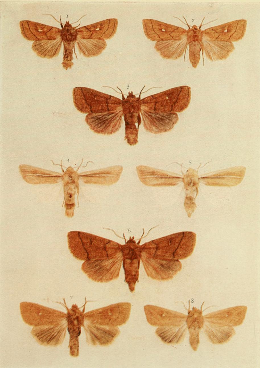 Plate 150