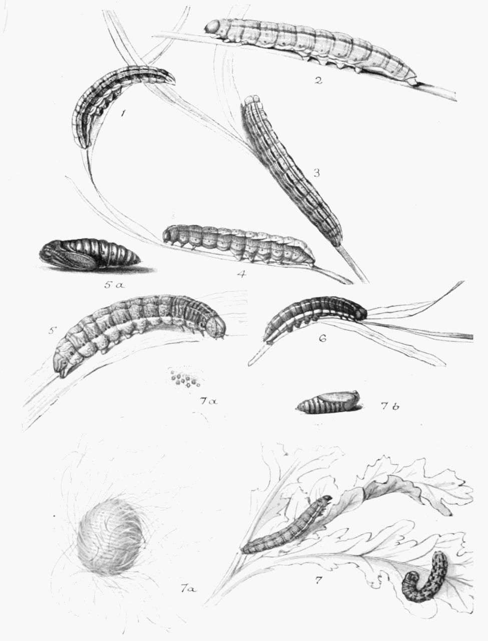 Plate 152