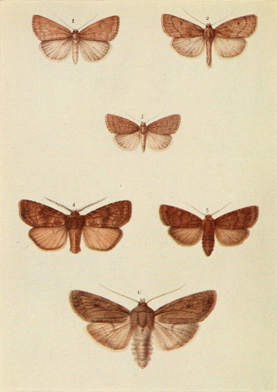 Plate 153