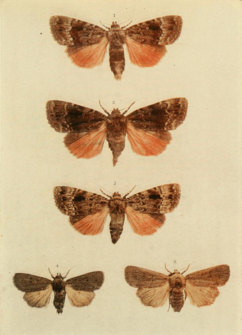 Plate 154
