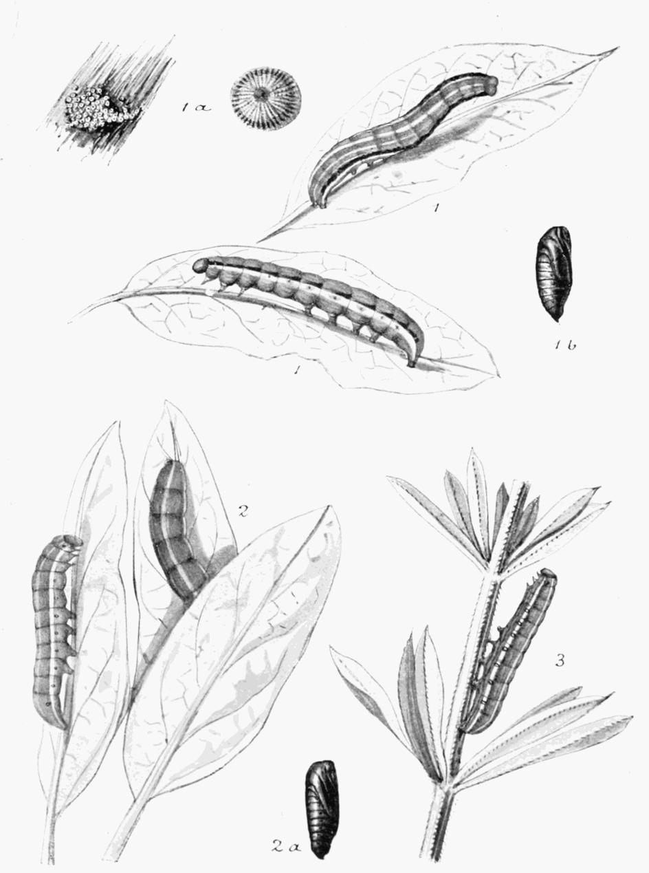 Plate 156