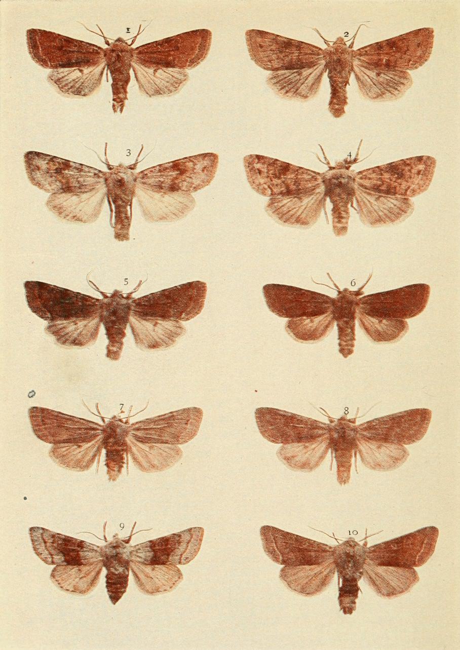 Plate 157