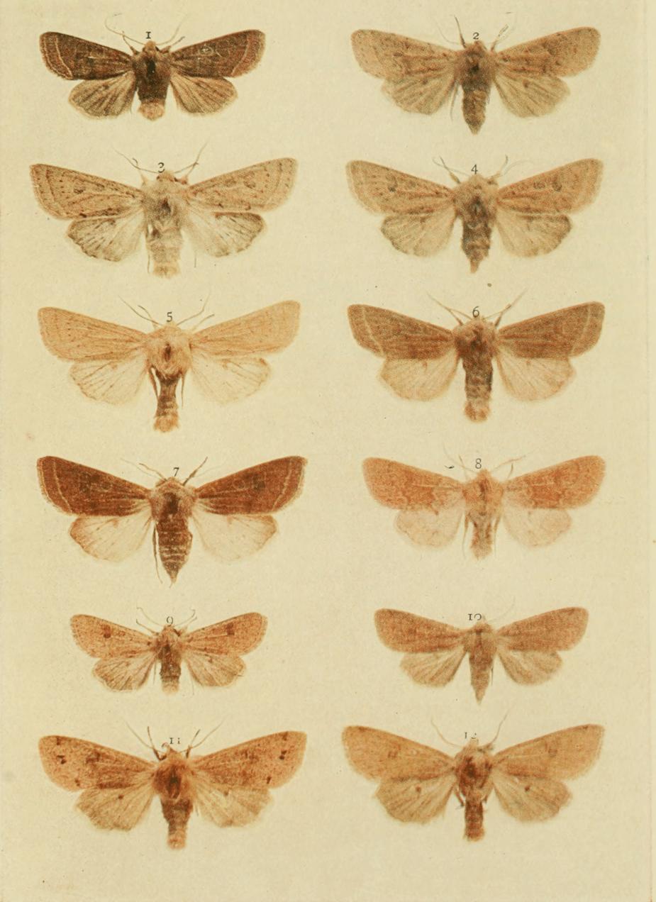 Plate 158