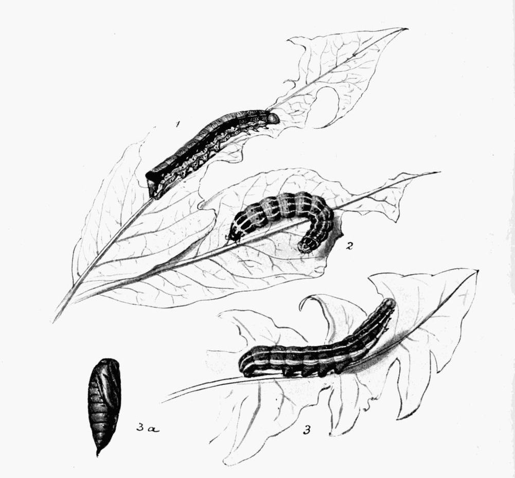 Plate 159