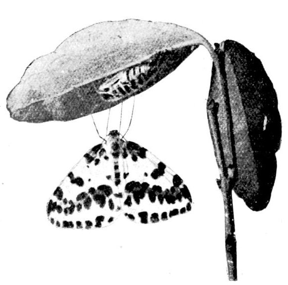 Fig. 6.