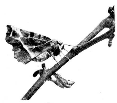 Fig. 7.
