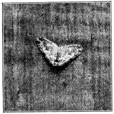Fig. 9.