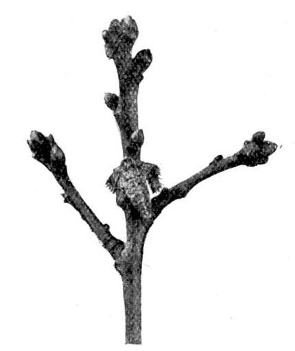 Fig. 11.