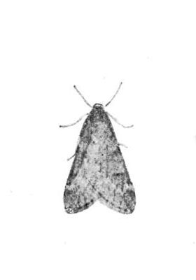 Fig. 12.