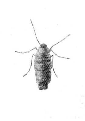 Fig. 13.