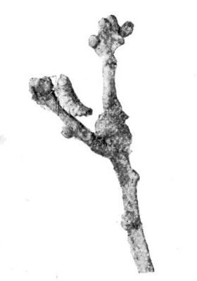 Fig. 14.