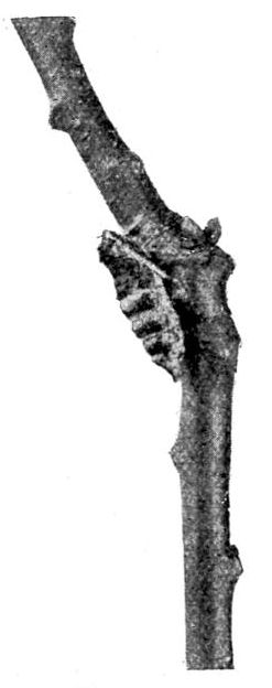Fig. 15.