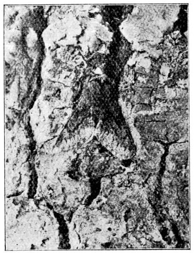 Fig. 16.