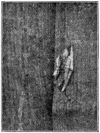 Fig. 17.
