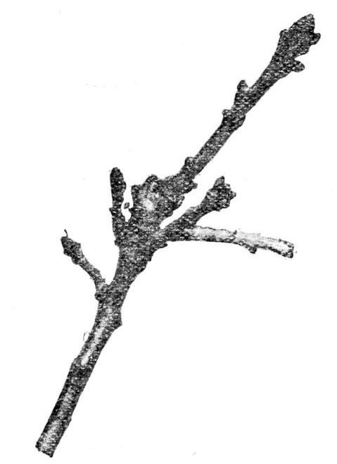 Fig. 18.