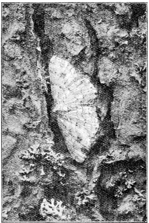 Fig. 19.