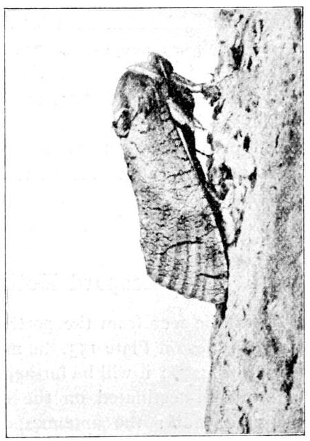 Fig. 20.