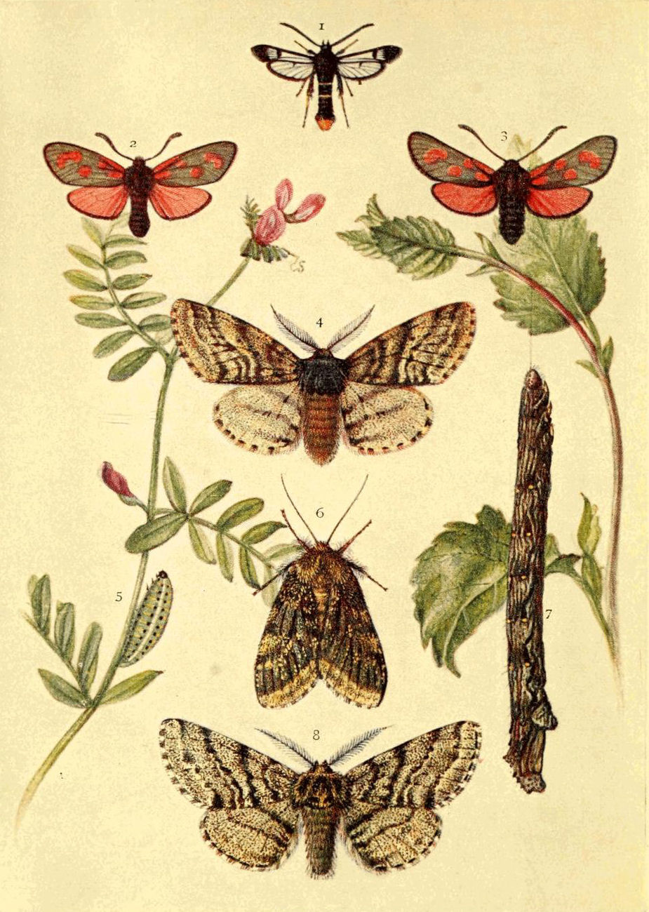 Plate 1