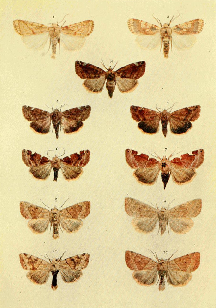 Plate 2