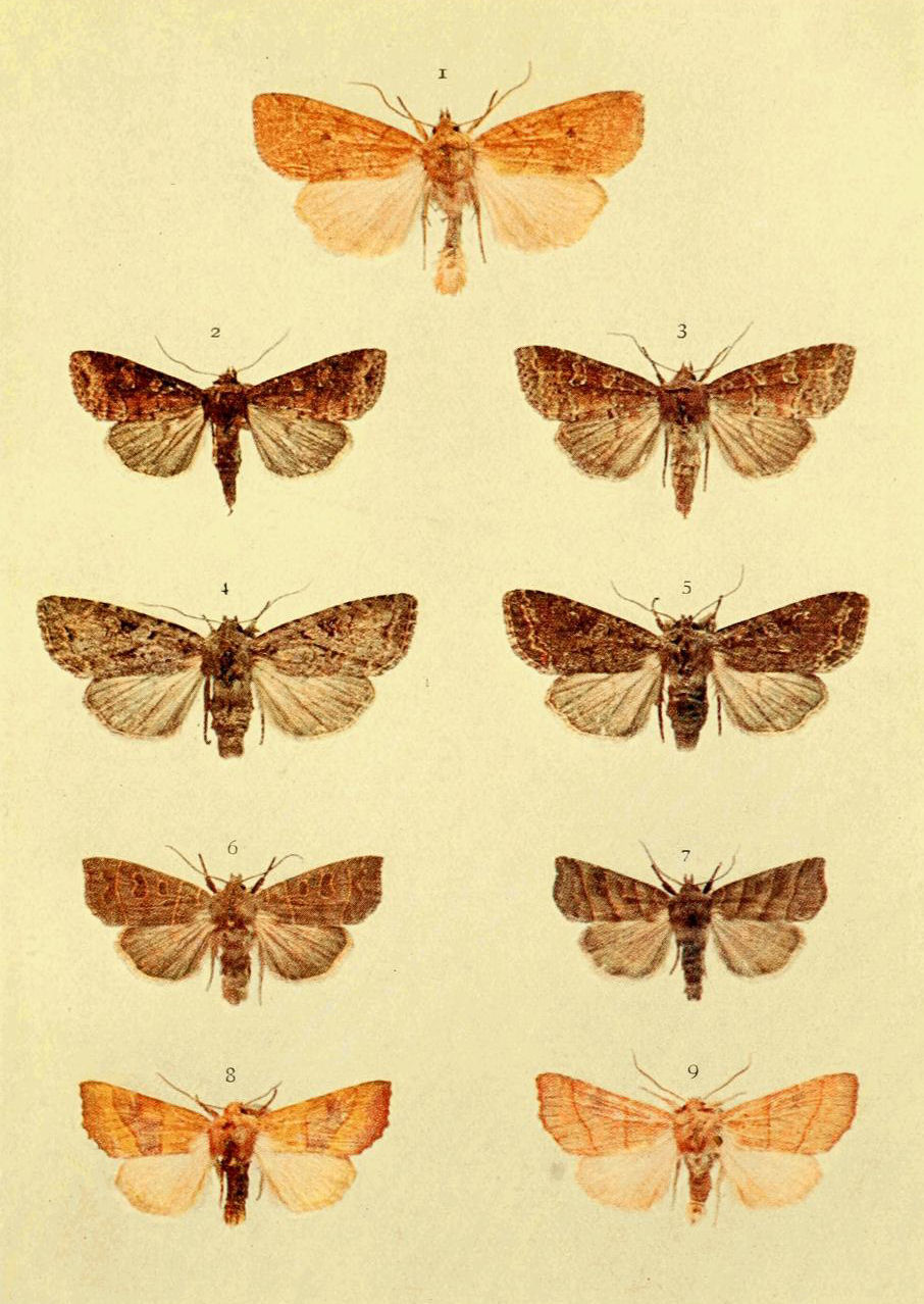 Plate 4