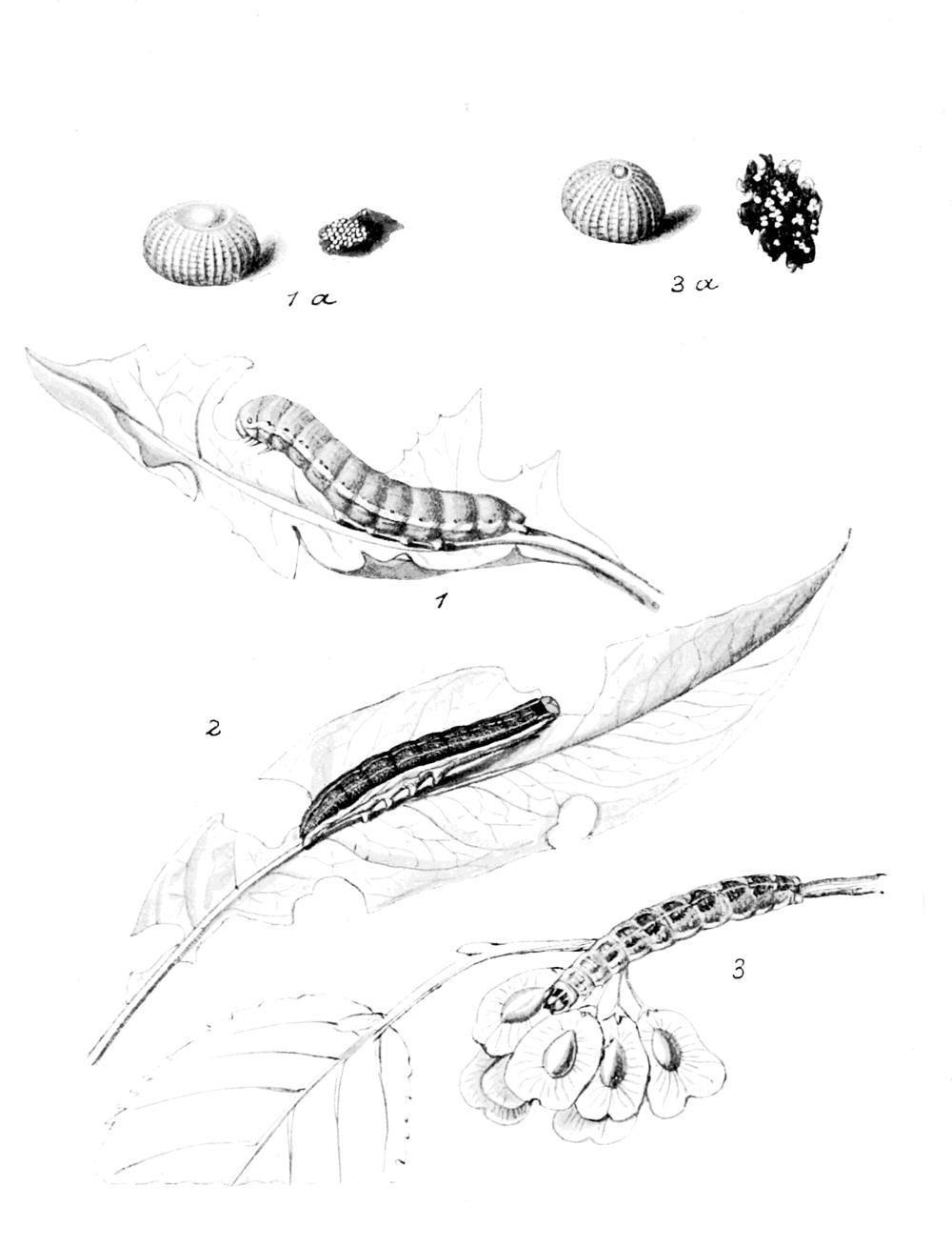 Plate 5