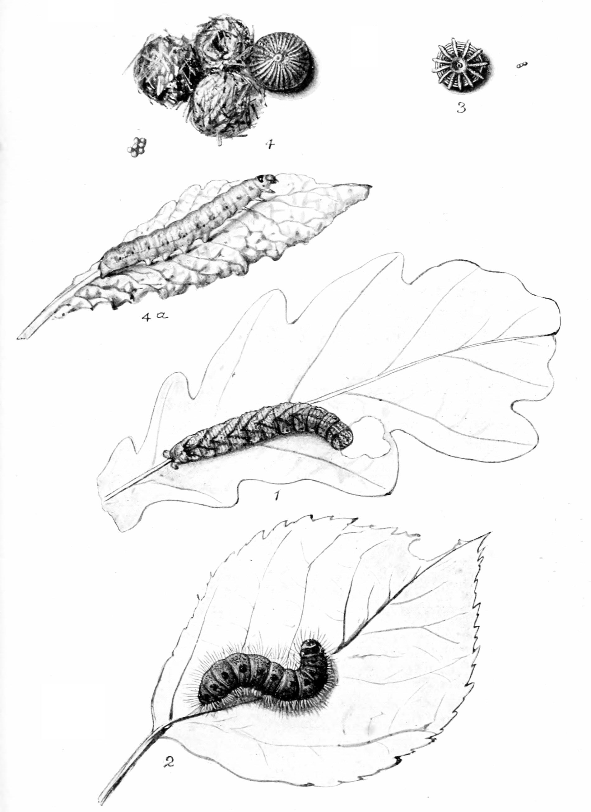 Plate 6