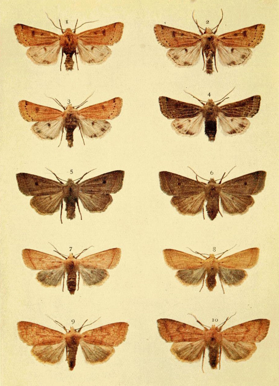 Plate 7