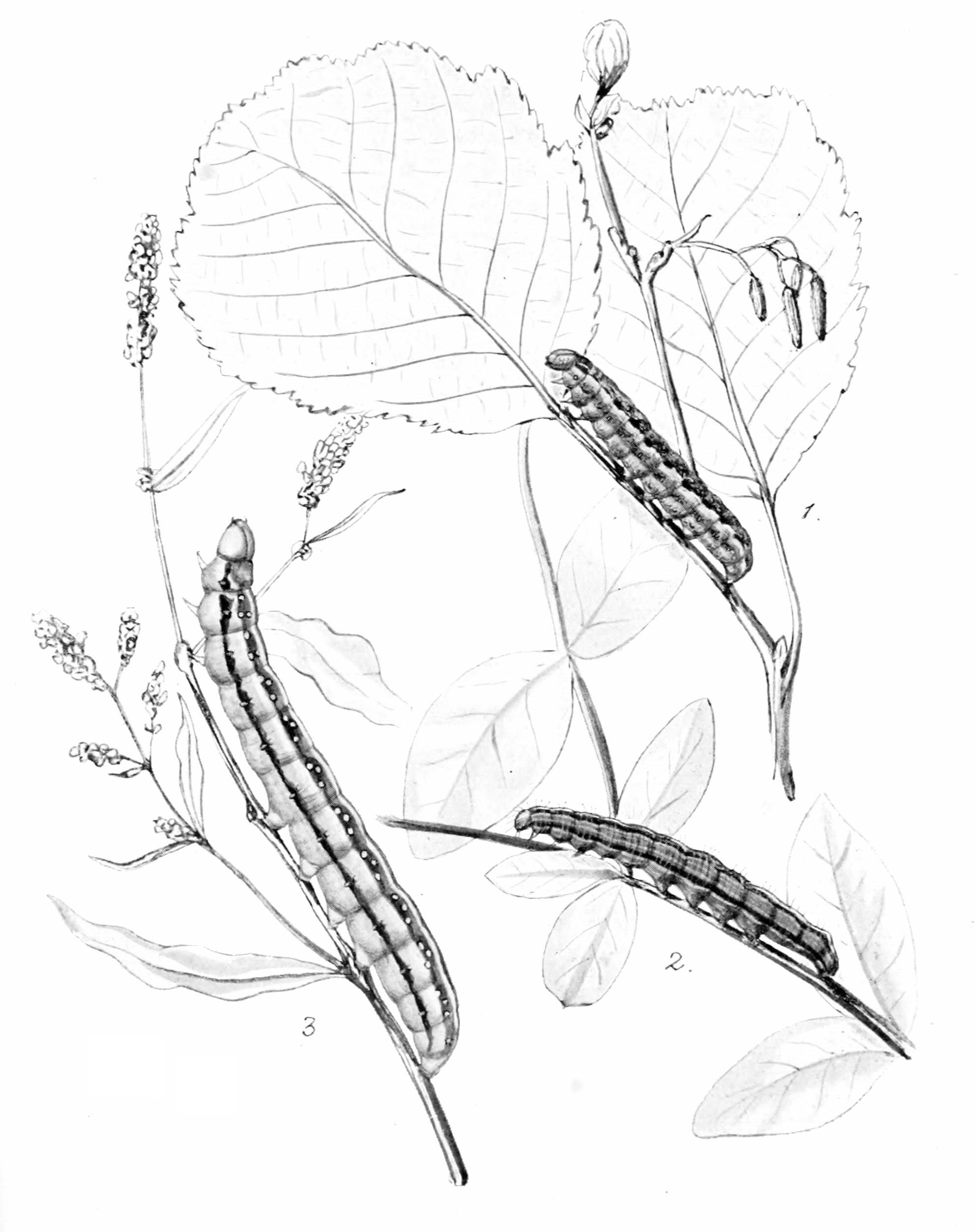 Plate 8