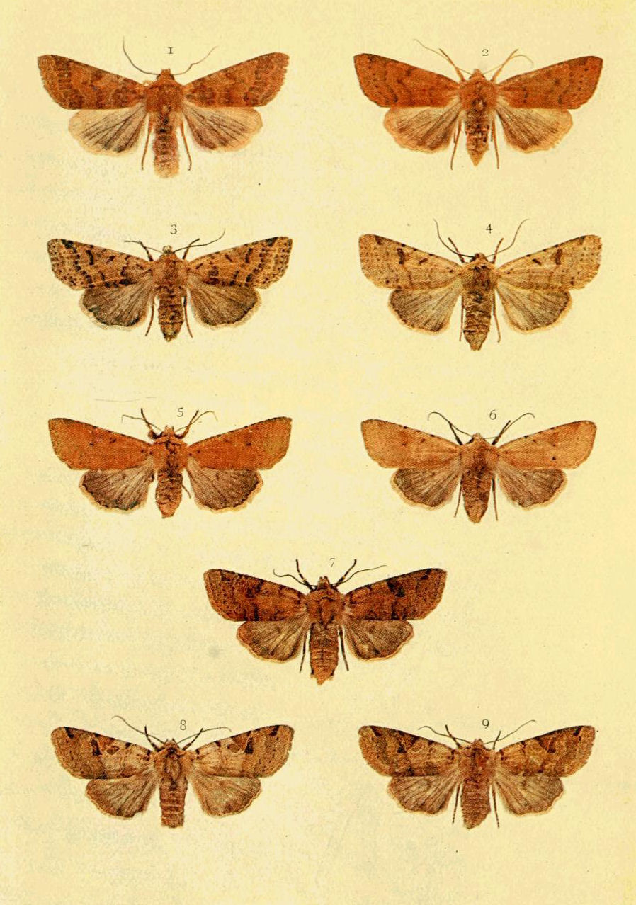 Plate 9