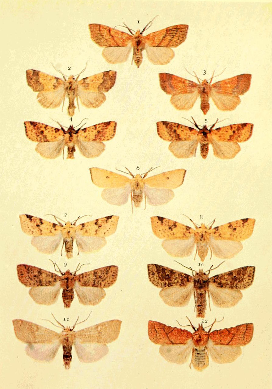 Plate 10