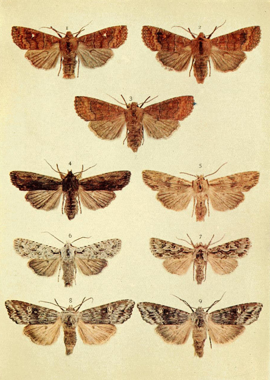 Plate 12