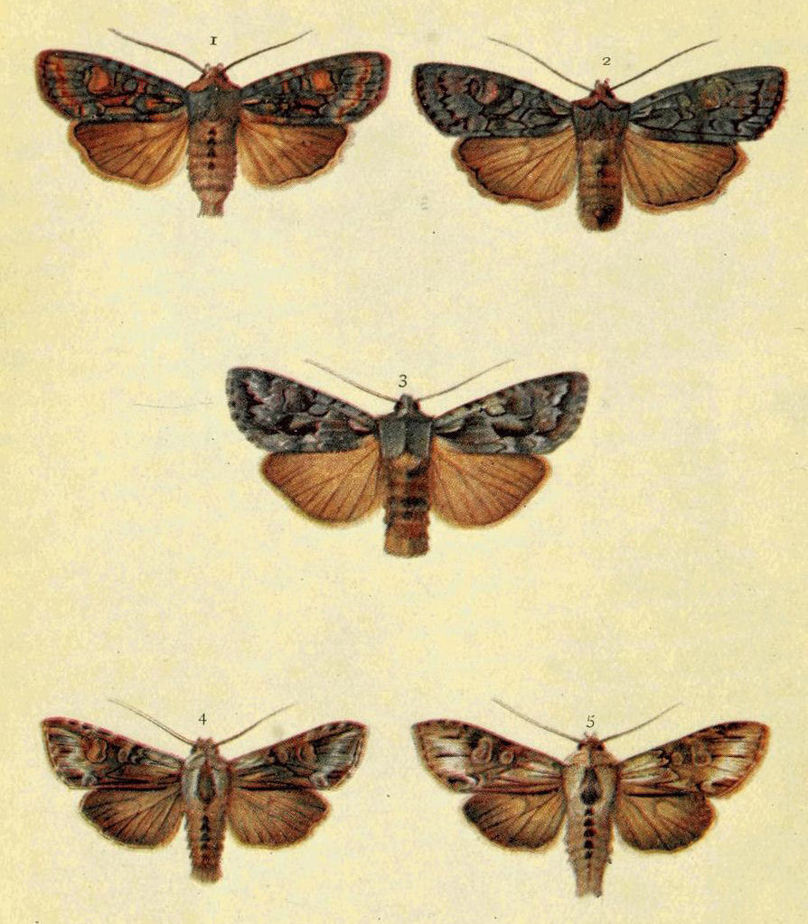 Plate 13