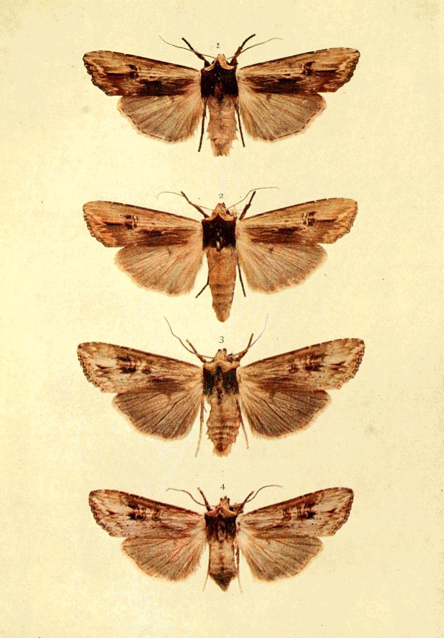 Plate 14
