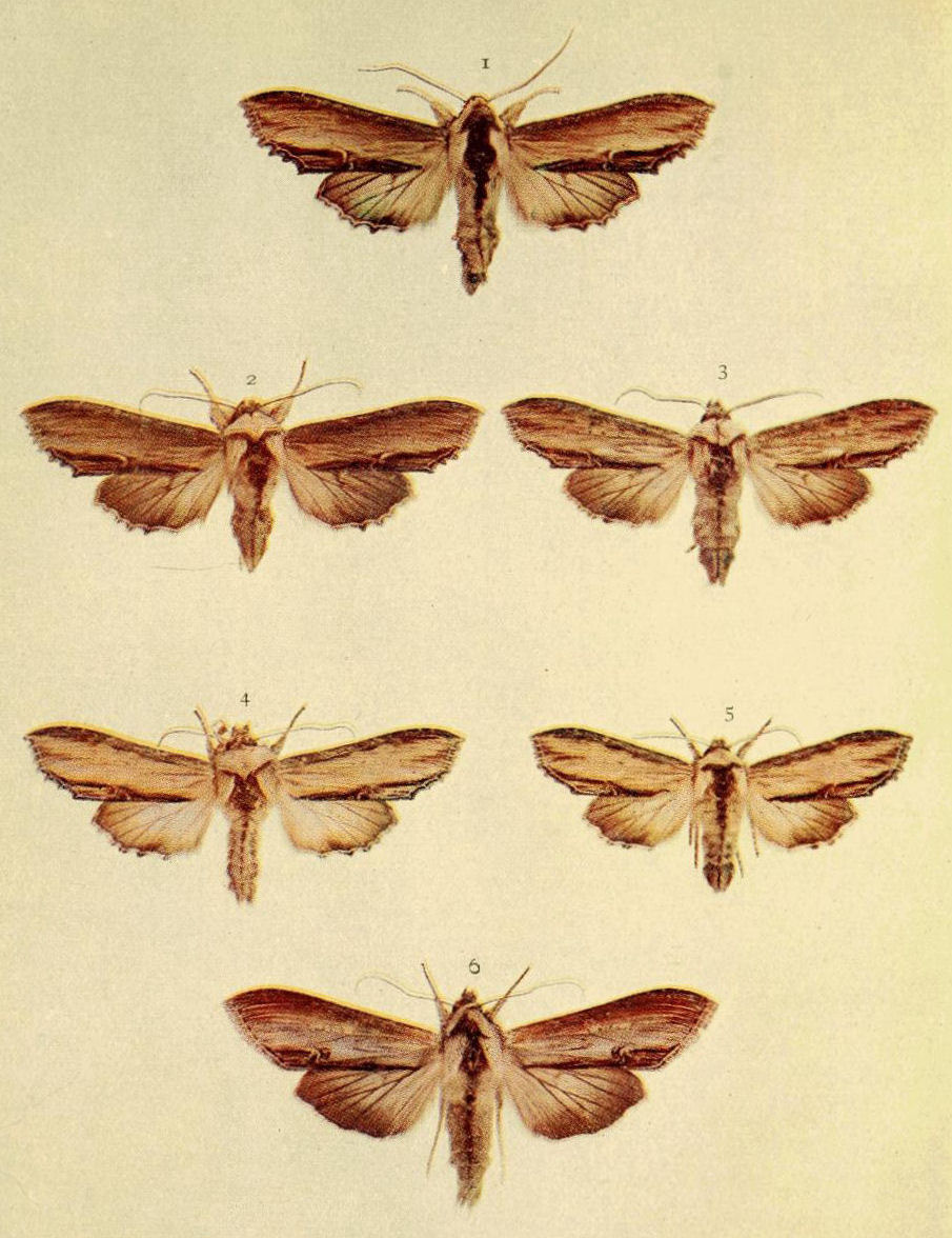 Plate 15