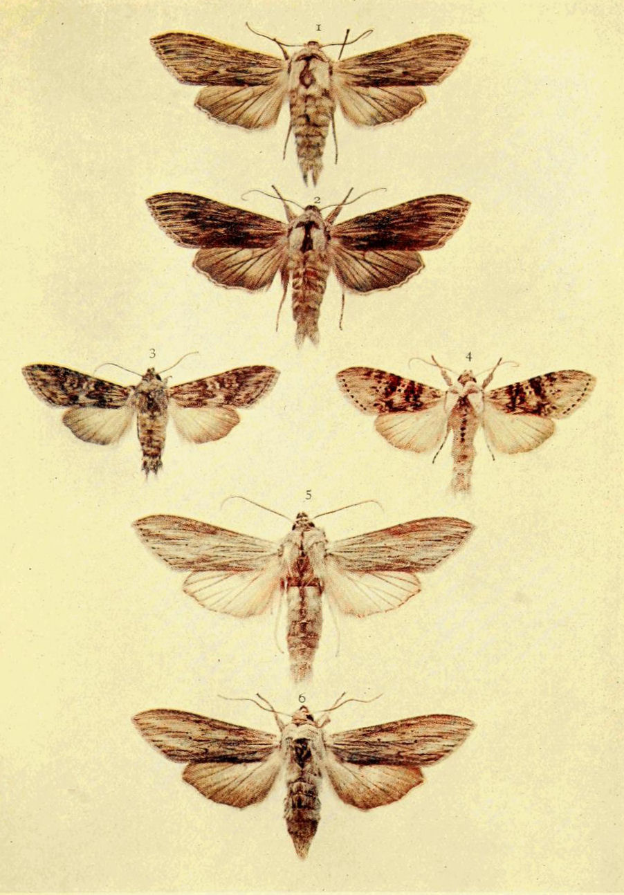 Plate 16
