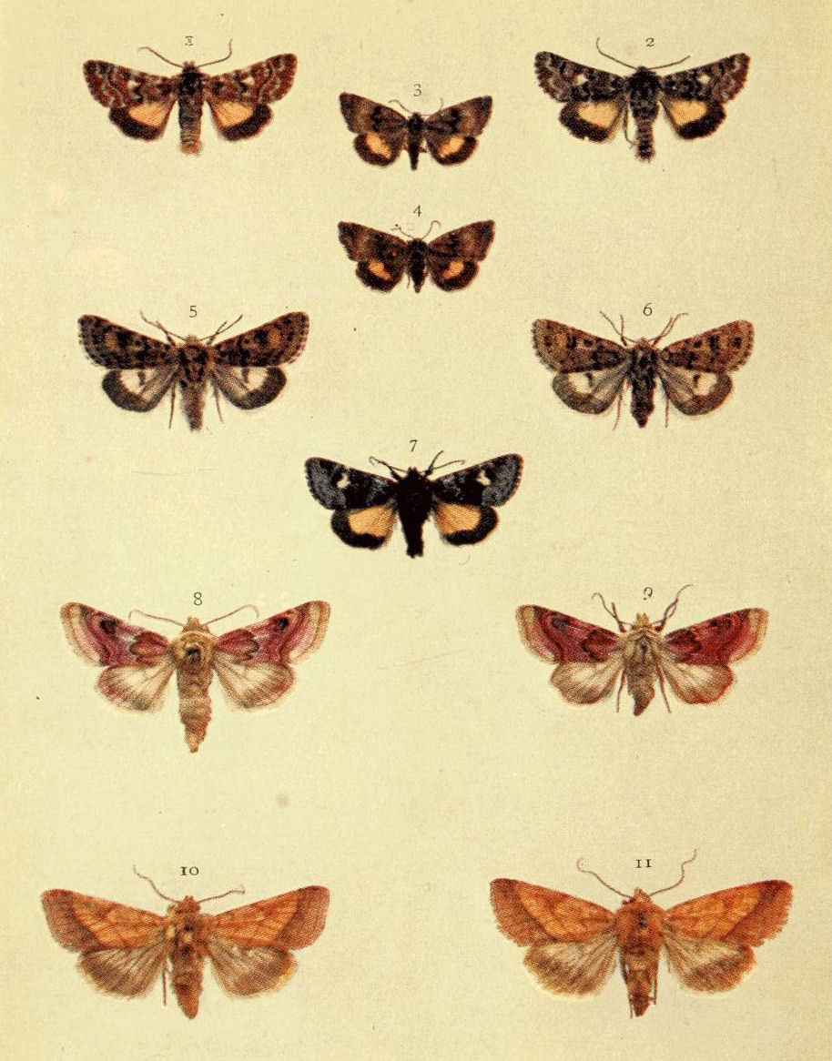 Plate 17