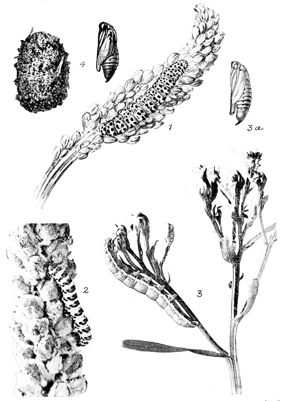 Plate 18
