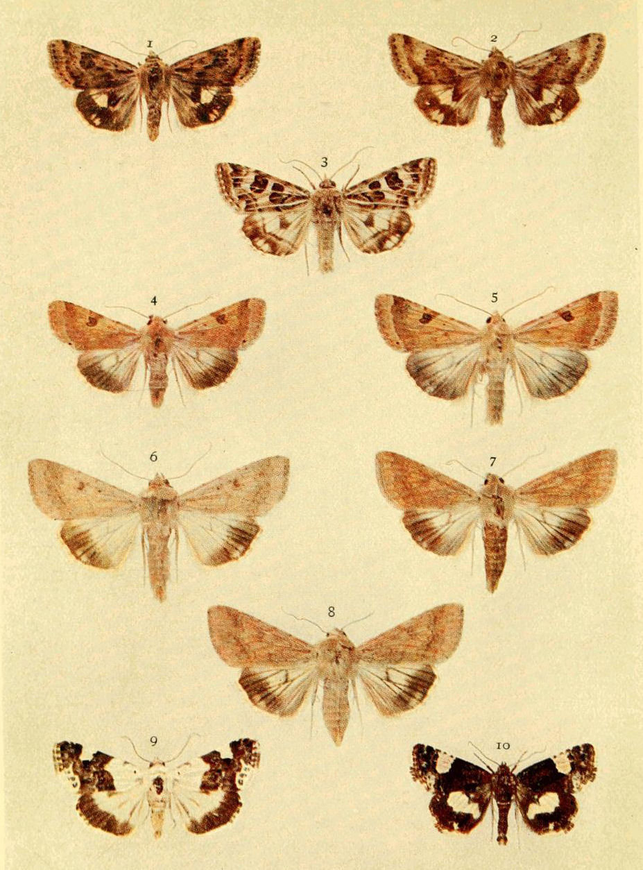 Plate 19