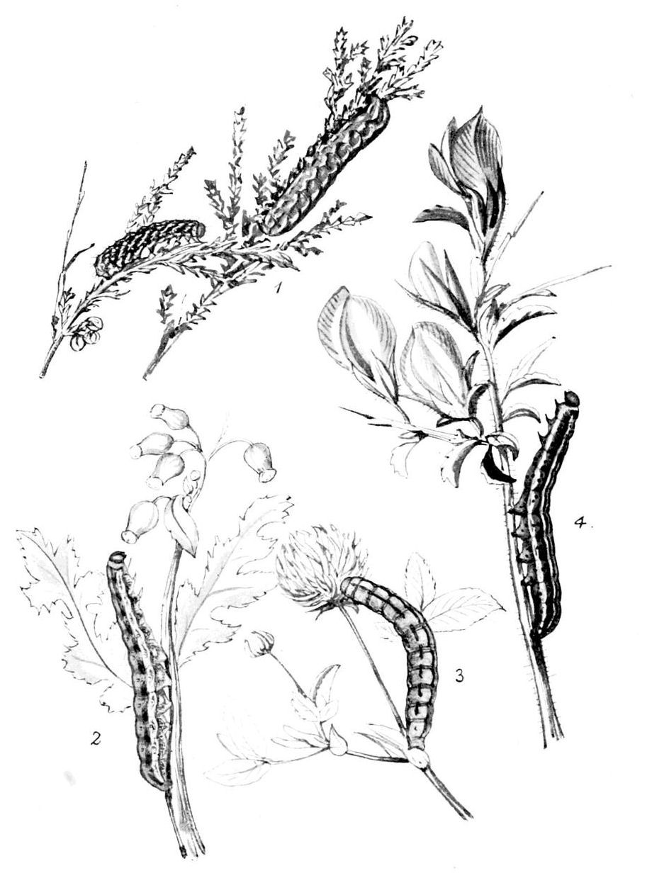 Plate 20