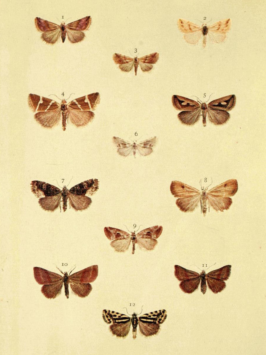 Plate 21