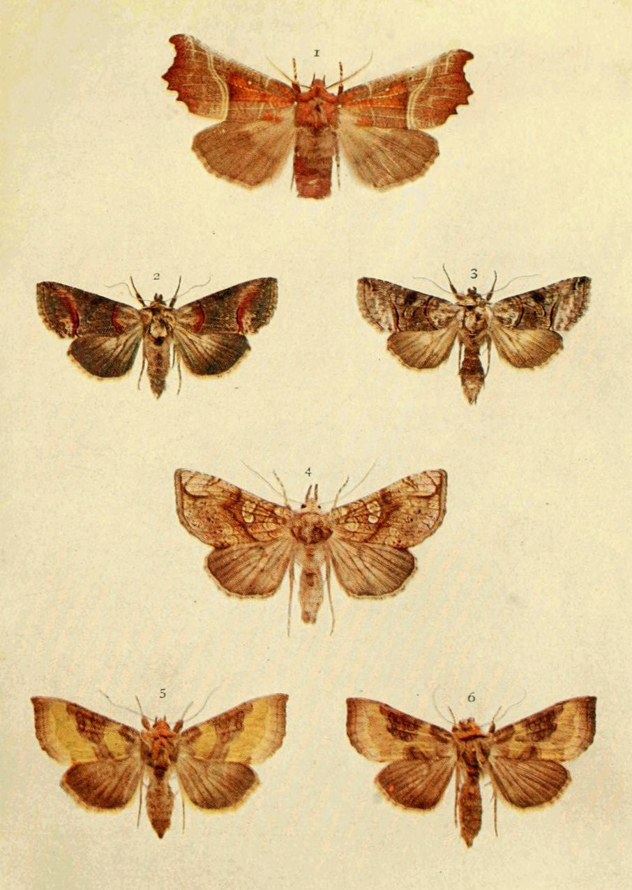 Plate 22